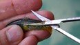 scimabio marquage nageoire adipeuse
