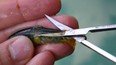 scimabio fish marking technics